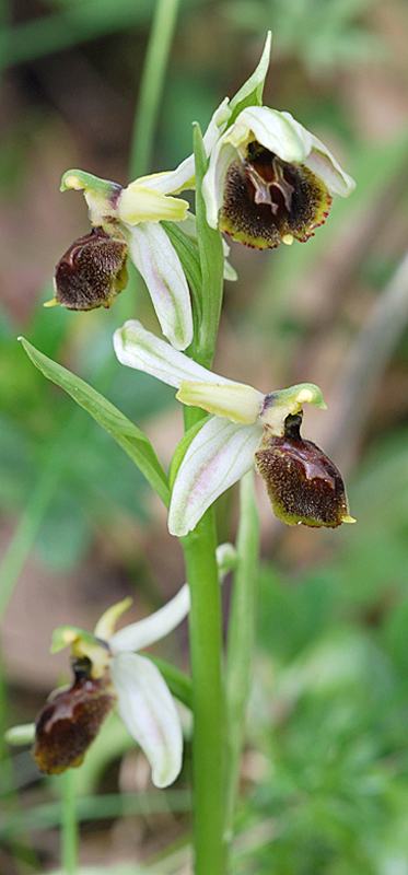 Ophrys del Gargano identificazione